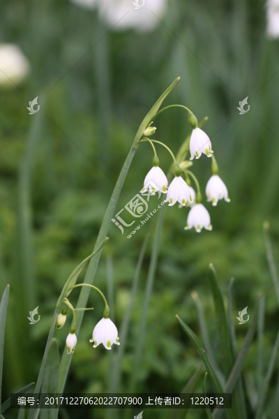leucojum,vernum春天雪花