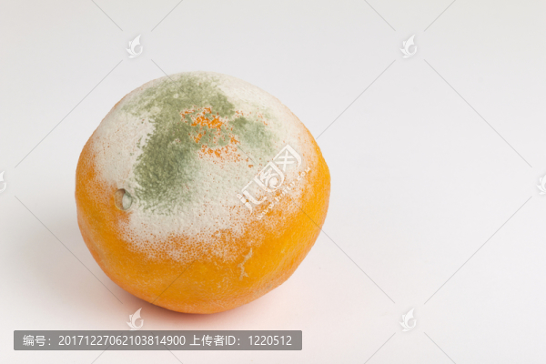 發(fā)霉的橙色