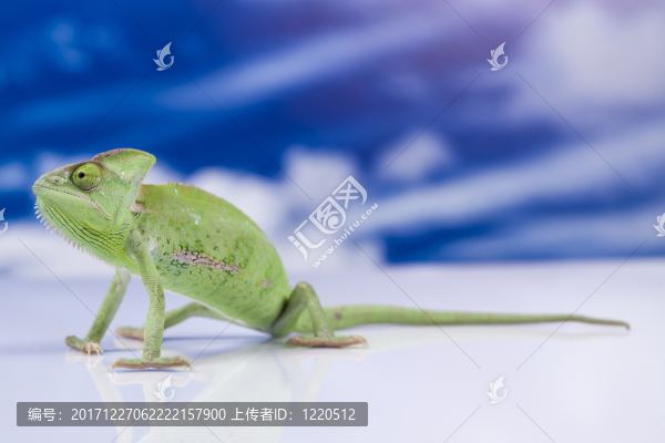 動物