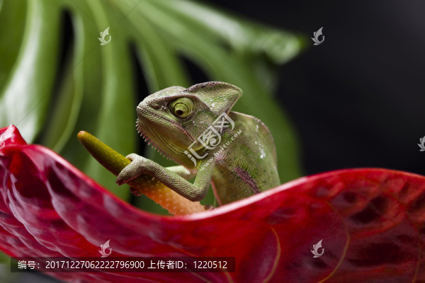 動(dòng)物