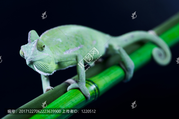 動(dòng)物