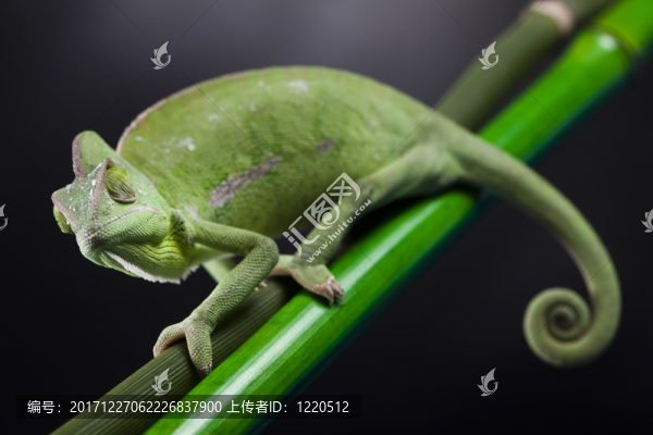 動(dòng)物
