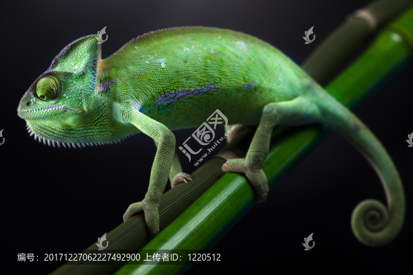 動(dòng)物