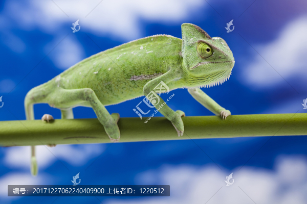 動(dòng)物