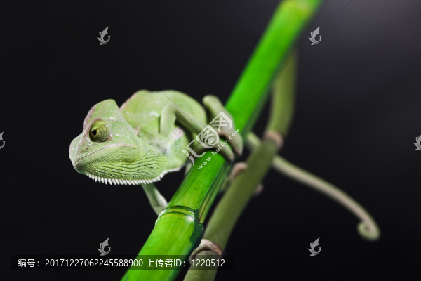 動(dòng)物