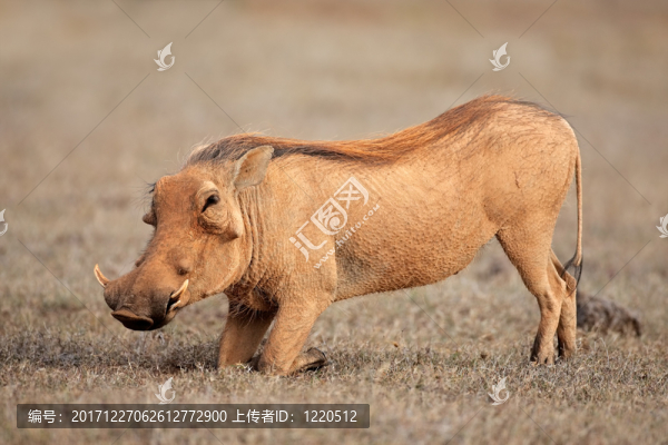 牙