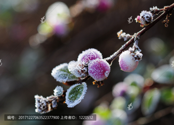 冰晶，霜，冷，冬天，漿果，雪漿果，冷凍，冰