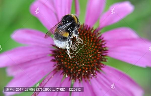 大黃蜂收集花粉花