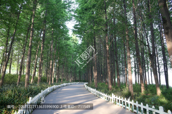 樹林小路