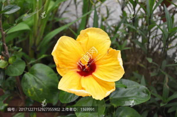 樟葉槿