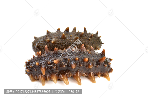 海參圖片