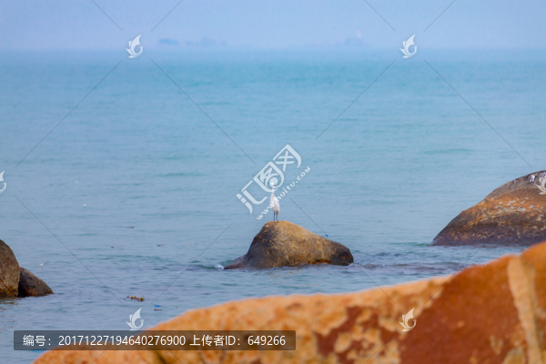滄海白鷺