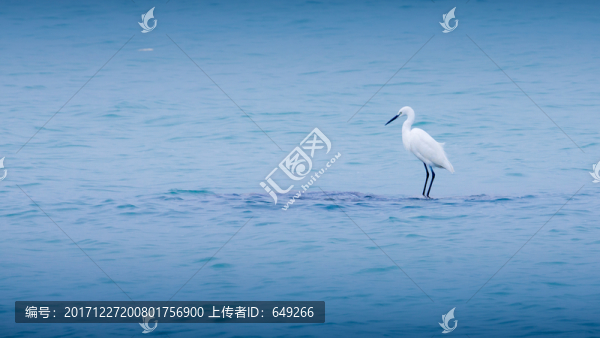 滄海白鷺