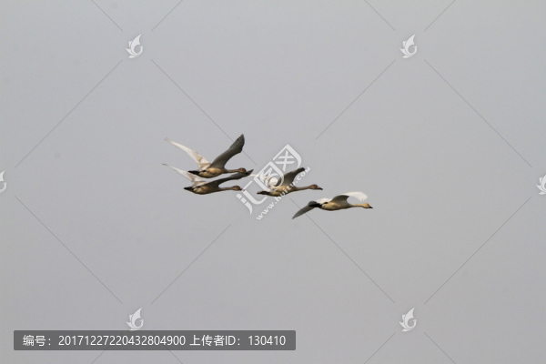 天鵝