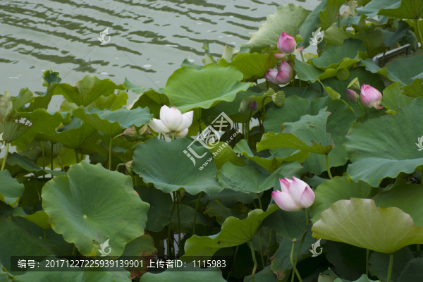 荷花荷葉