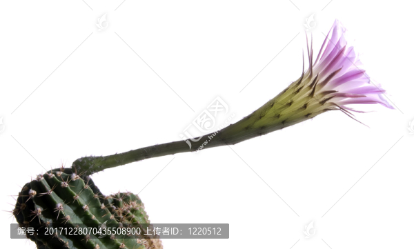 仙人掌花