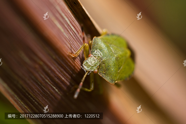 蟲