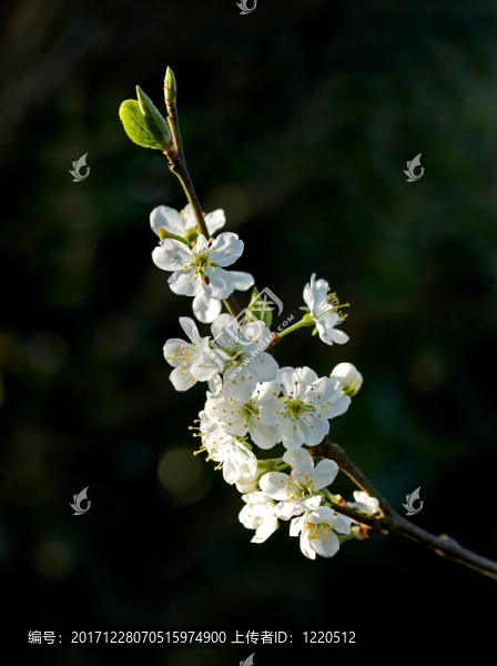 花