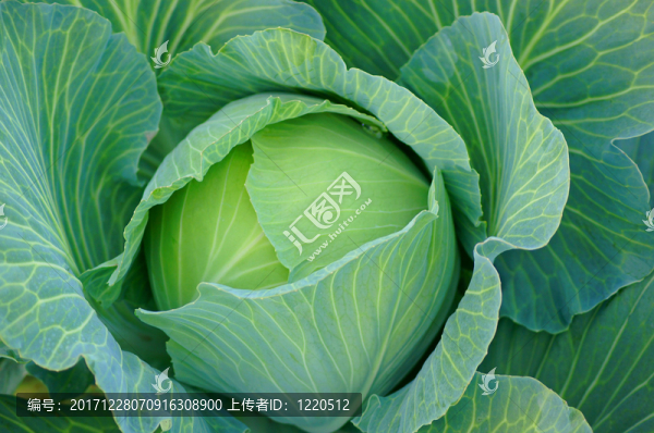 ？？卷心菜