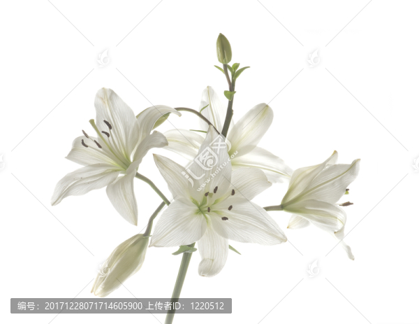 lilienblüte