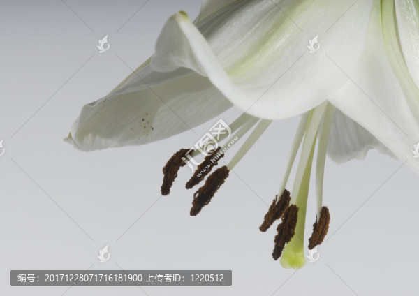 lilienblüte