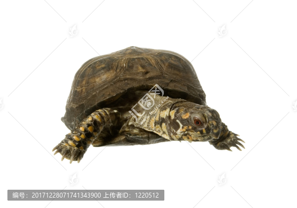 隔離的