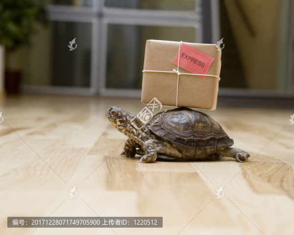 動物