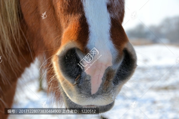 馬