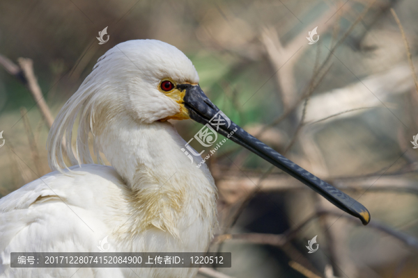 動物