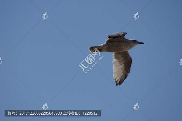 飛行