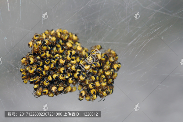 小型的交叉蜘蛛只能在一開(kāi)始就一起生存