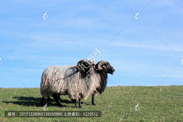 牧羊人（東普魯士斯庫德）在冬季毛皮
