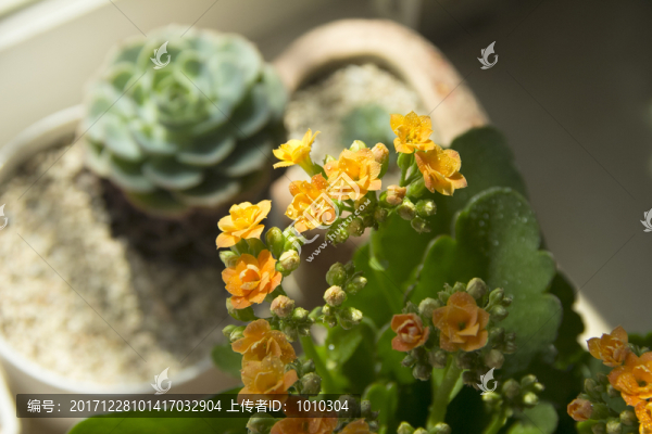 長壽花