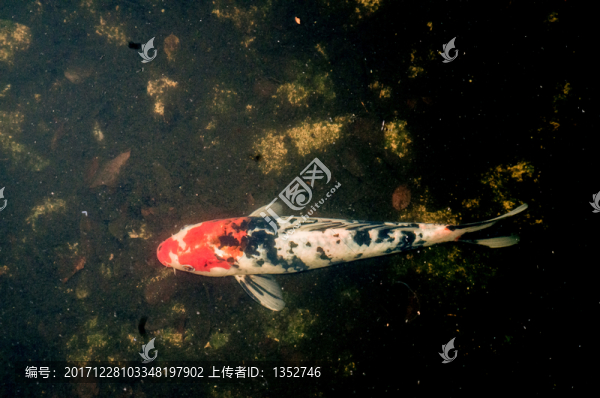 錦鯉魚