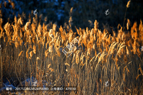 蘆葦,濕地,沼澤,蘆葦花,晚霞