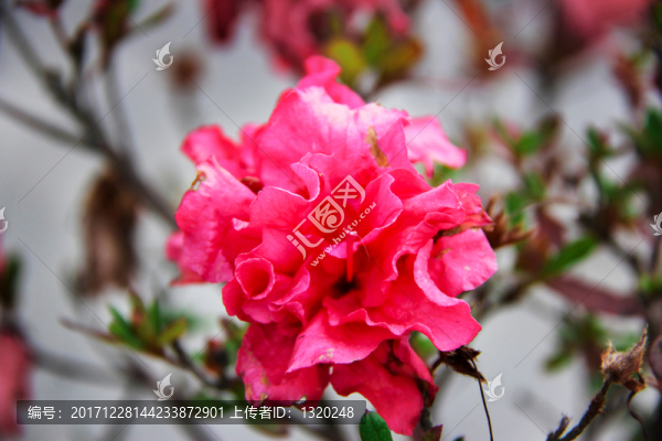 牡丹花