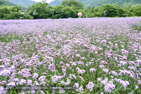 薰衣草