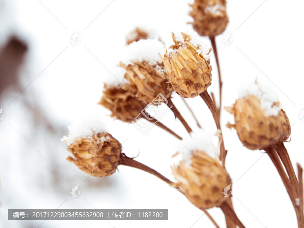 雪中草