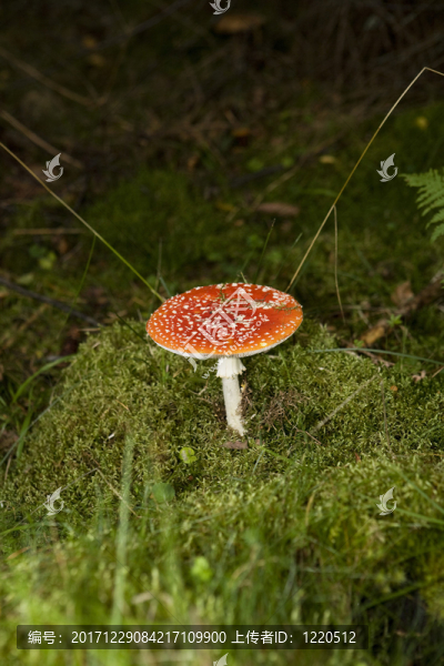 苔蘚
