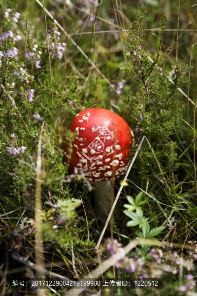 苔蘚