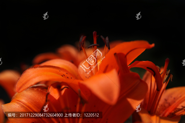 橙色百合ii