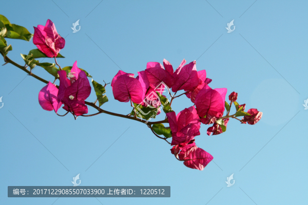 藍(lán)色