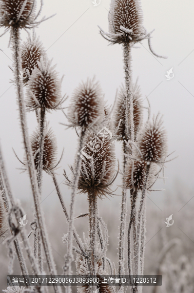 起毛草