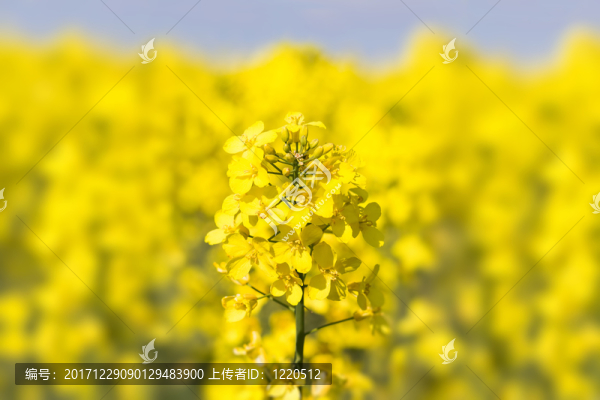 田