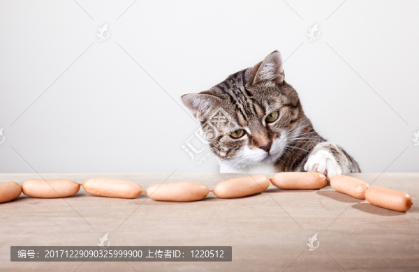 貓和香腸