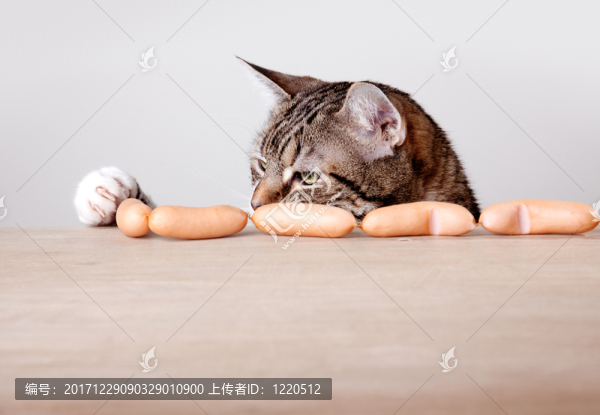 貓和香腸