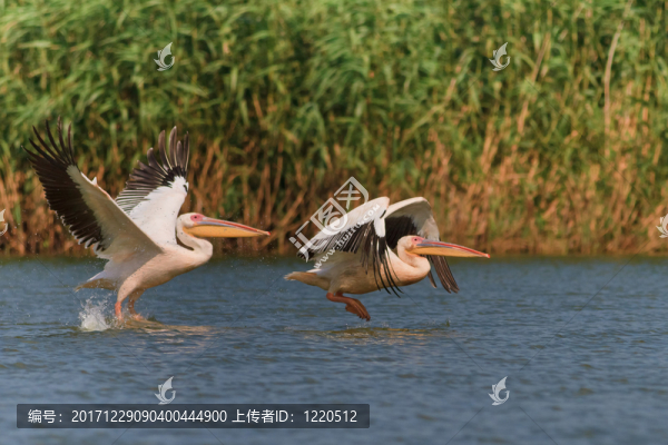 飛行