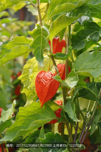 在斯洛文尼亞的花園