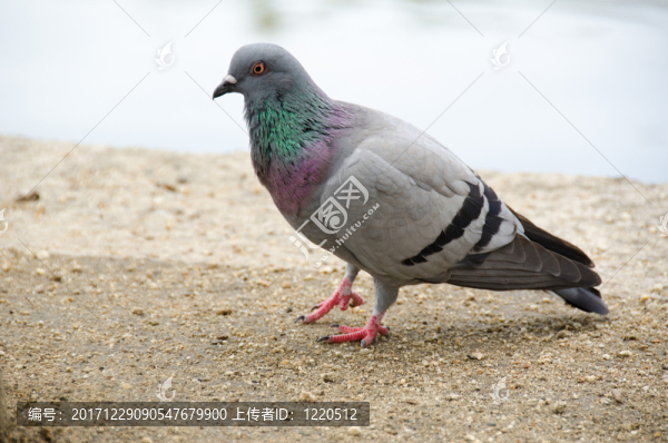 動(dòng)物