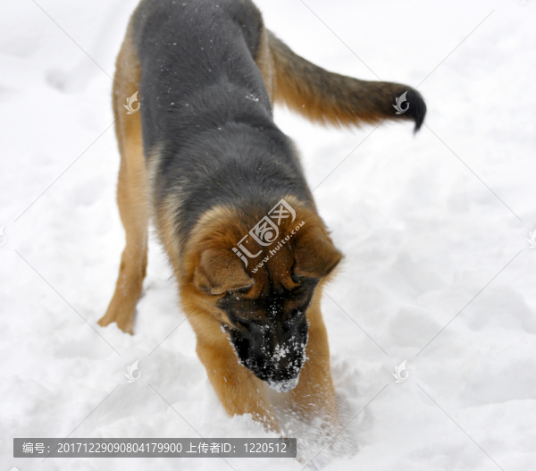 德國牧羊犬